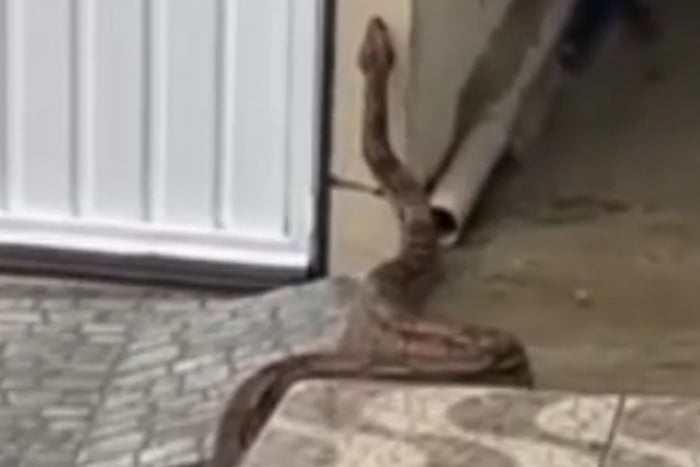 Cobra da espécie Jiboia aparece na porta de uma residência - Metrópoles