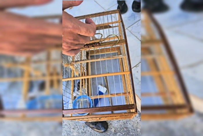 Porteiro é preso por manter em cativeiro ave ameaçada de extinção
